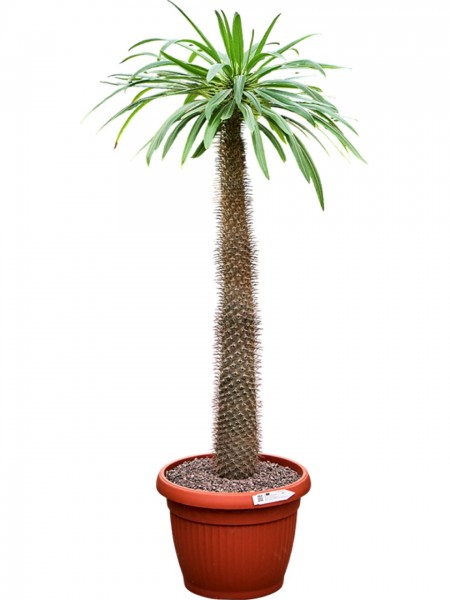 Pachypodium lamerei - Madagascar Palme