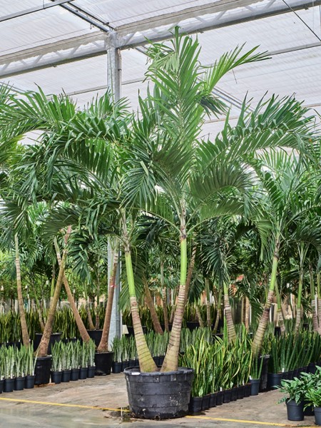 Veitchia merrillii 350 cm - 2er Stamm Weihnachtspalme