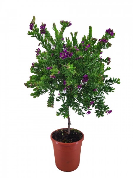 Polygala myrtifolia - Kreuzblümchen