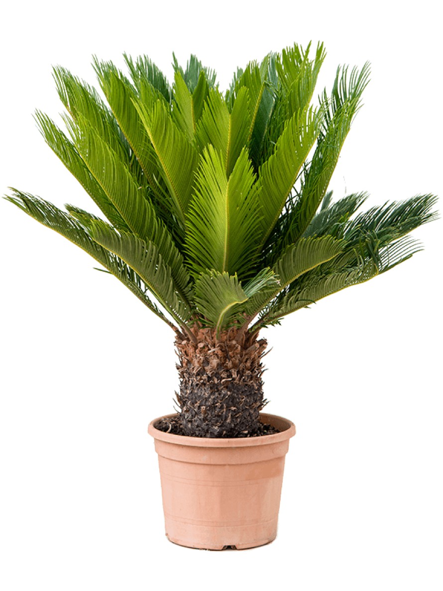cycas revoluta 85 cm - palmfarn