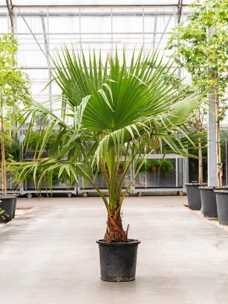 Washingtonia robusta 170 cm Fächerpalme