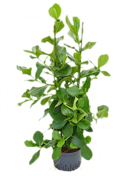 Clusia rosea - Balsamapfel