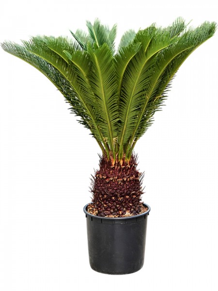 Cycas revoluta 110 cm