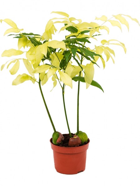 Castanospermum australe Variegata - 6er Tray Australische Kastanie-Copy