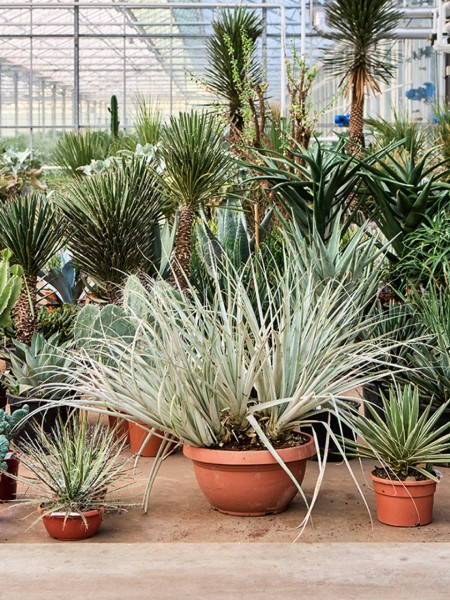 Puya harmsii verzweigt