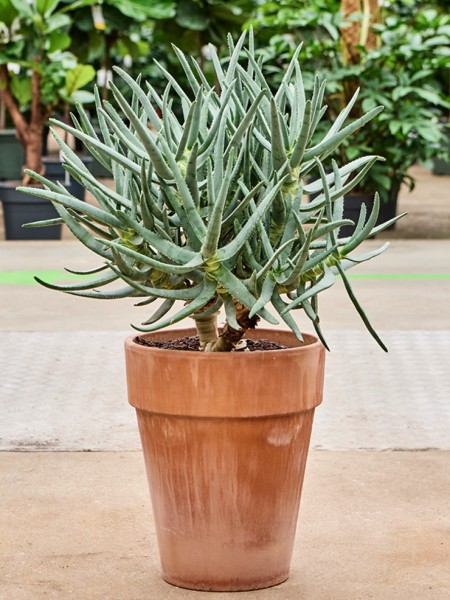 Aloe ramosissima - Jungfrauenköcherbaum