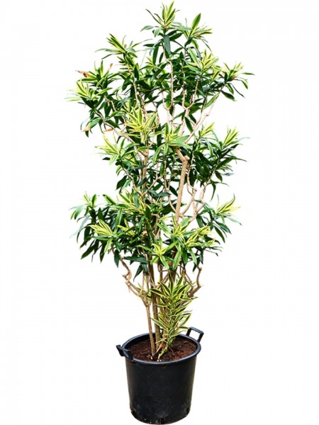 Pleomele reflexa - Song of Sri Lanka