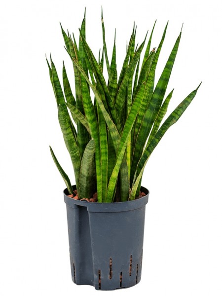 Sansevieria kirkii | Hydrokultur