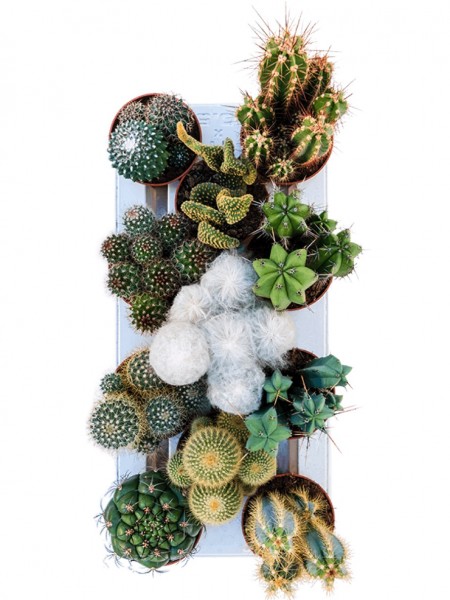 Kaktus mix 25 cm - 11er Tray