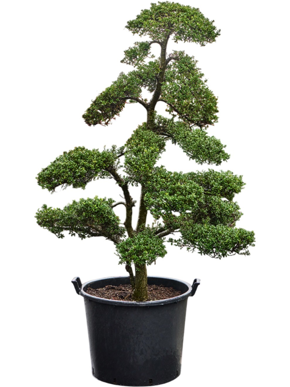 Ilex crenata bonsai kinme | Terrapalme Heim- und Gartenshop