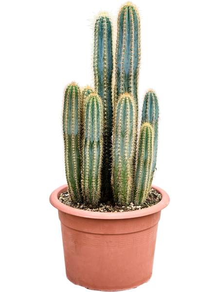 Pilosocereus azureus - Blue Torch Cactus