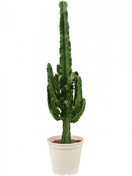 Euphorbia erytrea