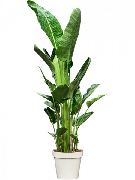 Strelitzia nicolai 210 cm