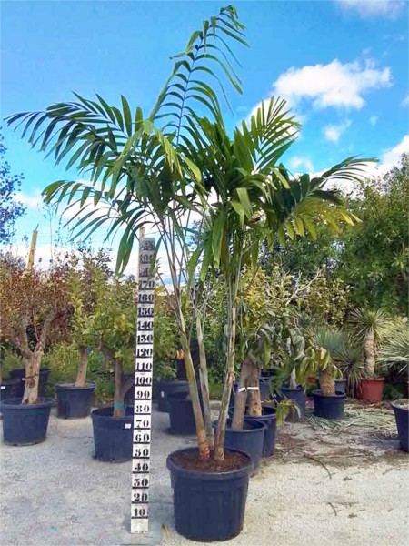 Veitchia joannis 290 cm - 3er Stamm Joannispalme
