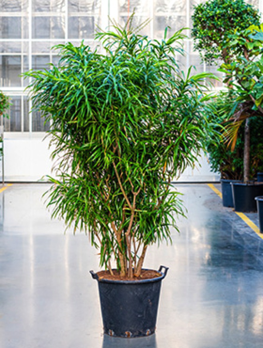 Pleomele anita 200 cm - Drachenbaum Busch | Terrapalme Heim- und Gartenshop