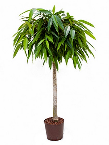 Ficus alii | Oleanderfeige