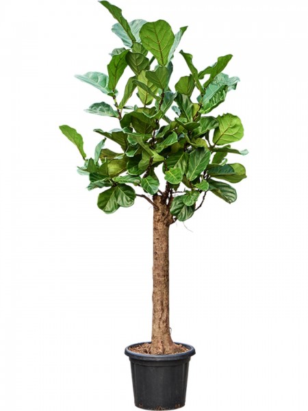 Ficus lyrata 210cm