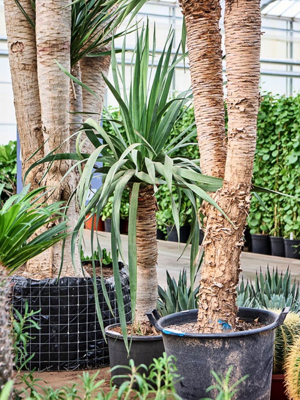 giant dracena Large Dracaena Warneckii