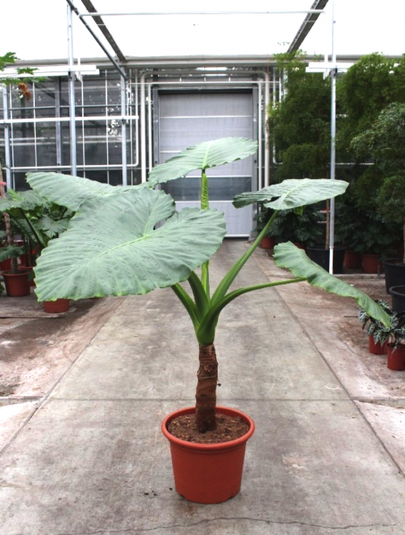 Alocasia macrorrhiza