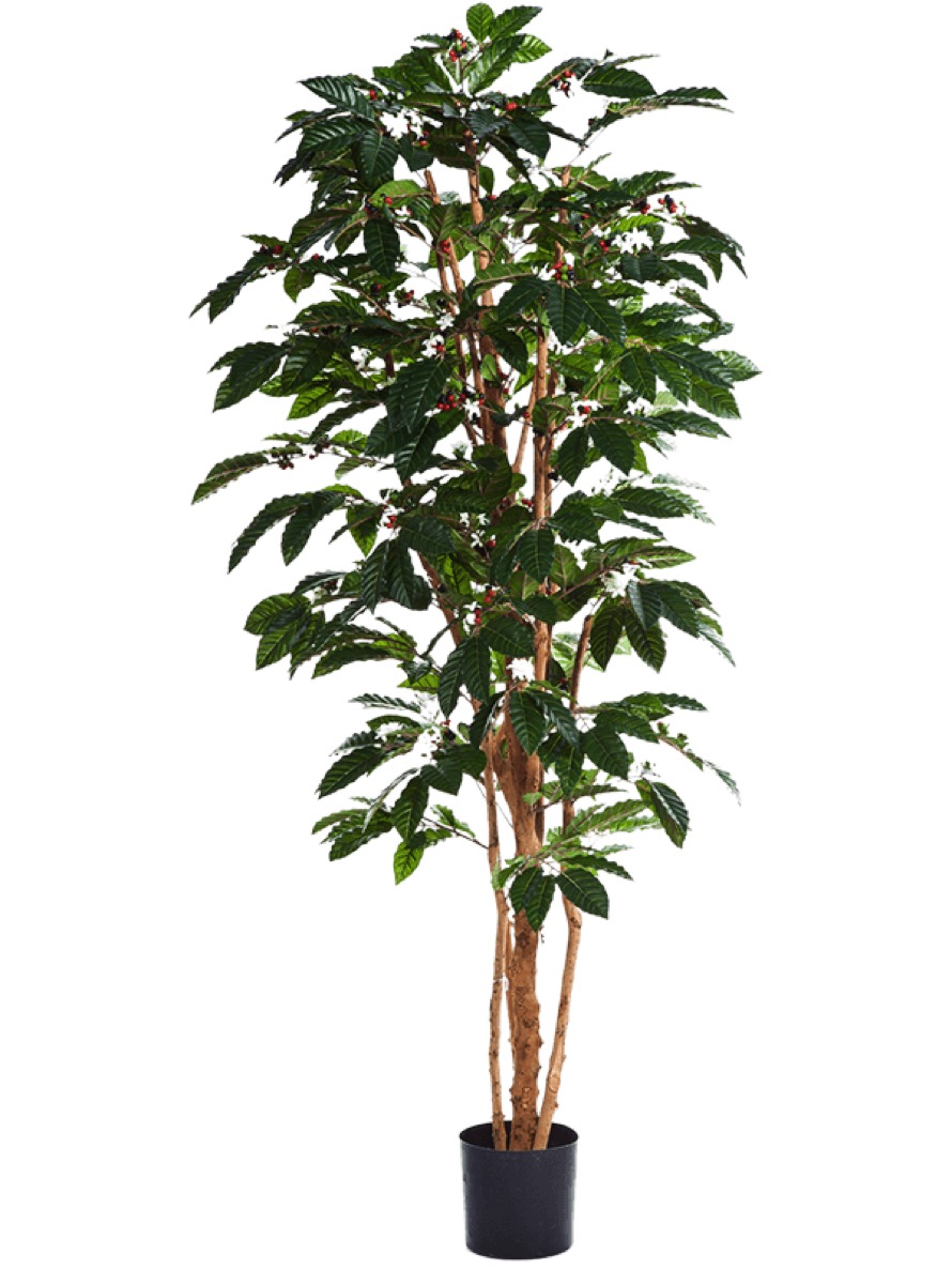 Coffea Arabica verzweigt - Kaffeestrauch Kunstpflanze | Terrapalme Heim-  und Gartenshop