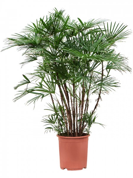 Rhapis humilis busch - Steckenpalme