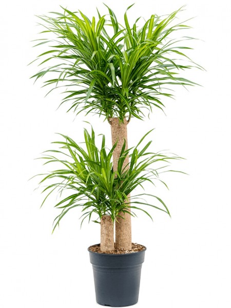 Pleomele anita variegata - multistamm