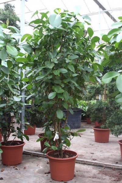 Clusia rosea 270 cm - Balsamapfelbusch