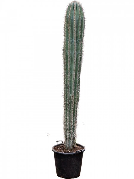 Pachycereus Pringlei - Cardón Kandelaberkaktus