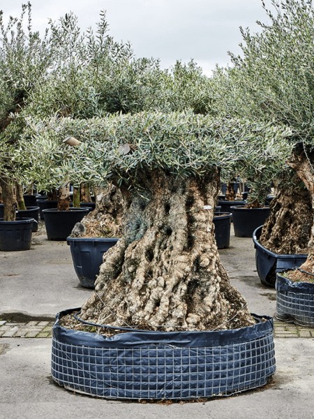 Olea europaea - Olivenbaum XXL Bonsai