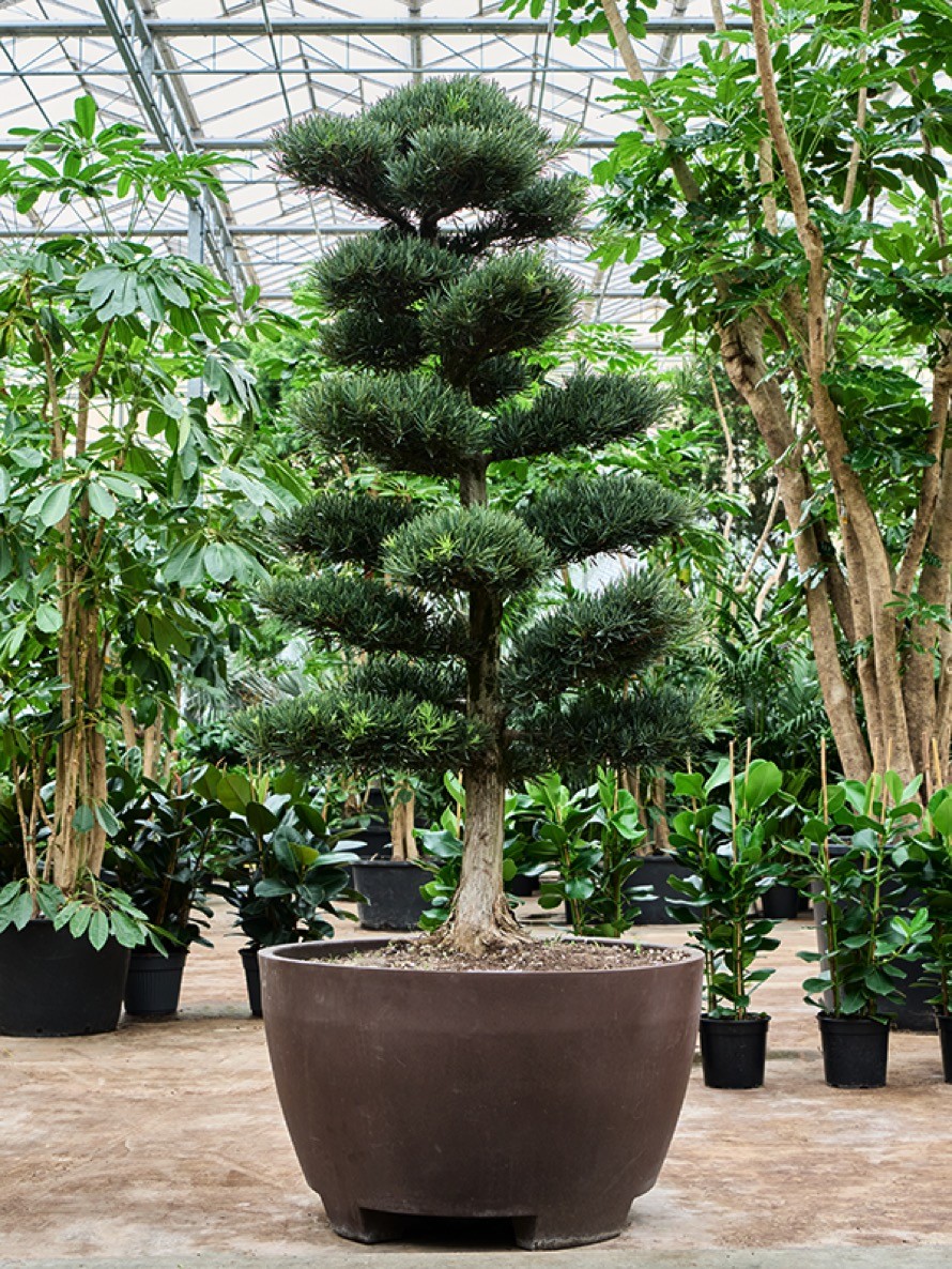 Podocarpus macrophyllus - Multikrone | Terrapalme Heim- und Gartenshop
