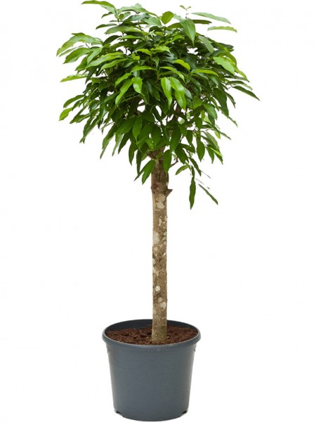Ficus amstel king