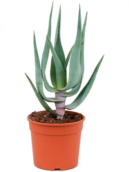 Aloe comosa