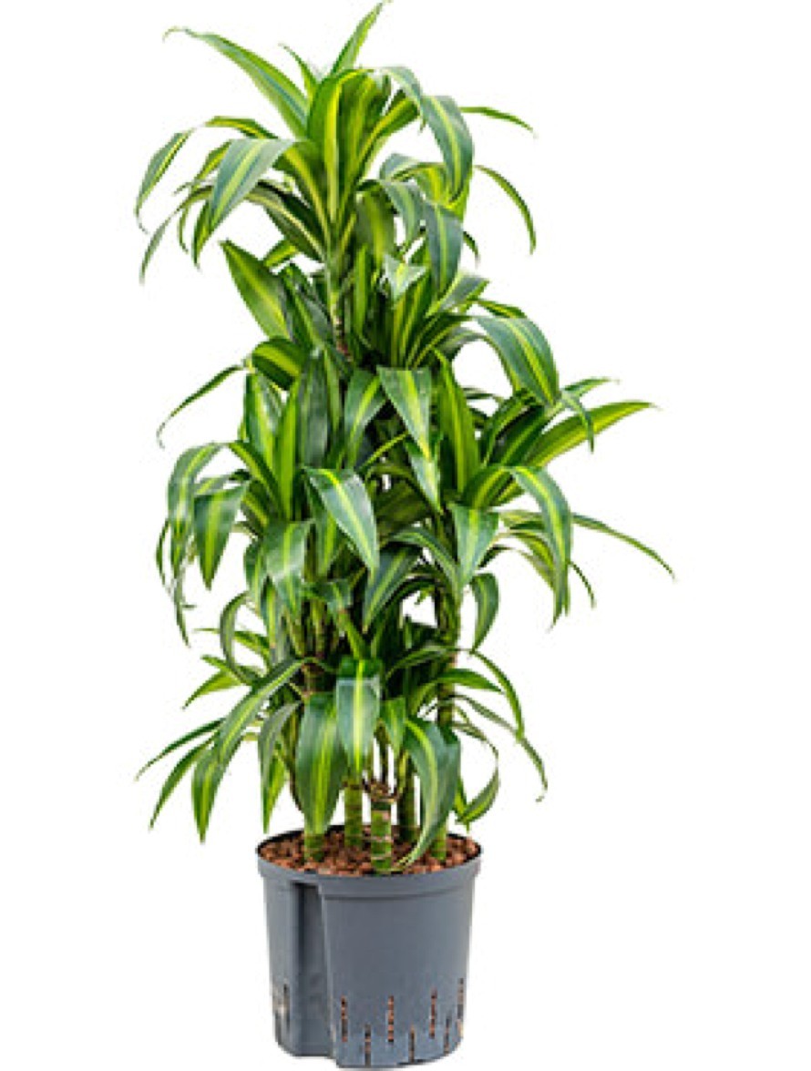Dracaena hawaiian sunshine - Drachenbaum Carrousel | Terrapalme Heim