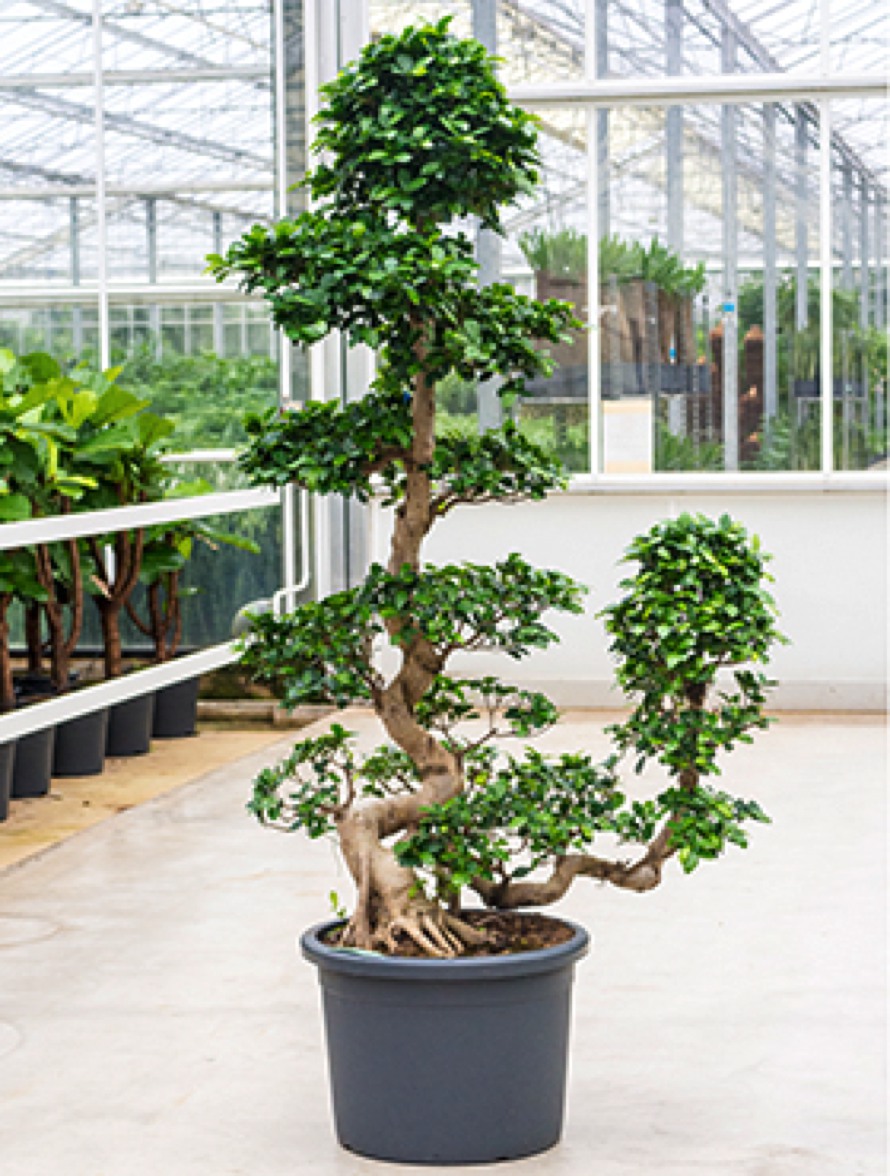 Ficus microcarpa compacta - Bonsai Cascade | Terrapalme Heim- und