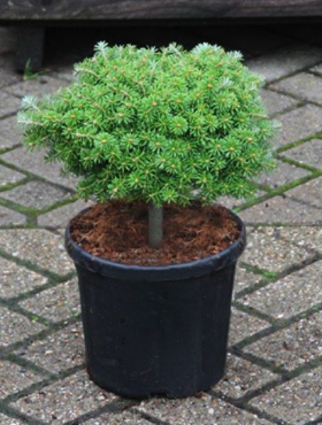 Abies koreana kristallkugel