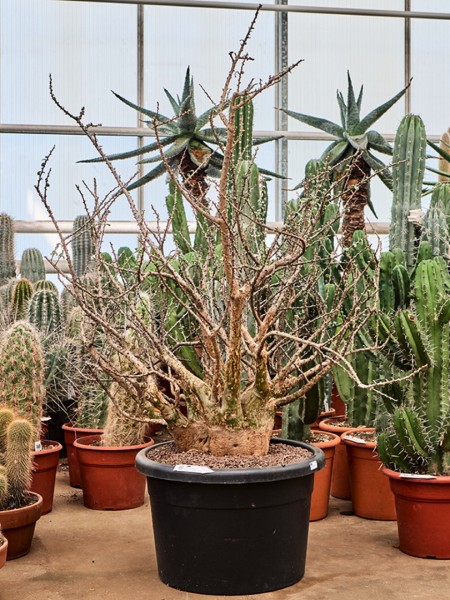 Sesamothamnus lugardii - Sesame Bush verzweigt