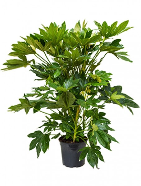 Giapponese Aralia Care : Commento Cultiver La Fatsia Japonica - Il Giardino Commestible - Foto 11