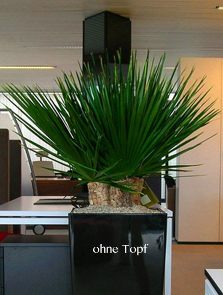Chamerops Mumienpalme 65 cm