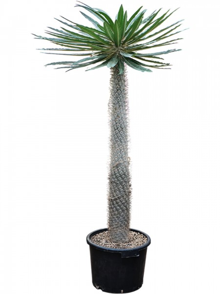 Pachypodium geayi - Madagaskar Palme