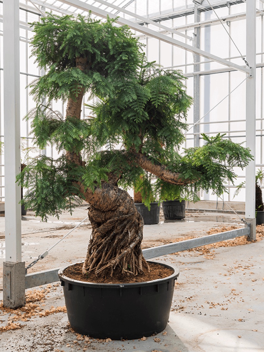 Araucaria cunninghamii Neuguinea Araukarie Bonsai Terrapalme Heim