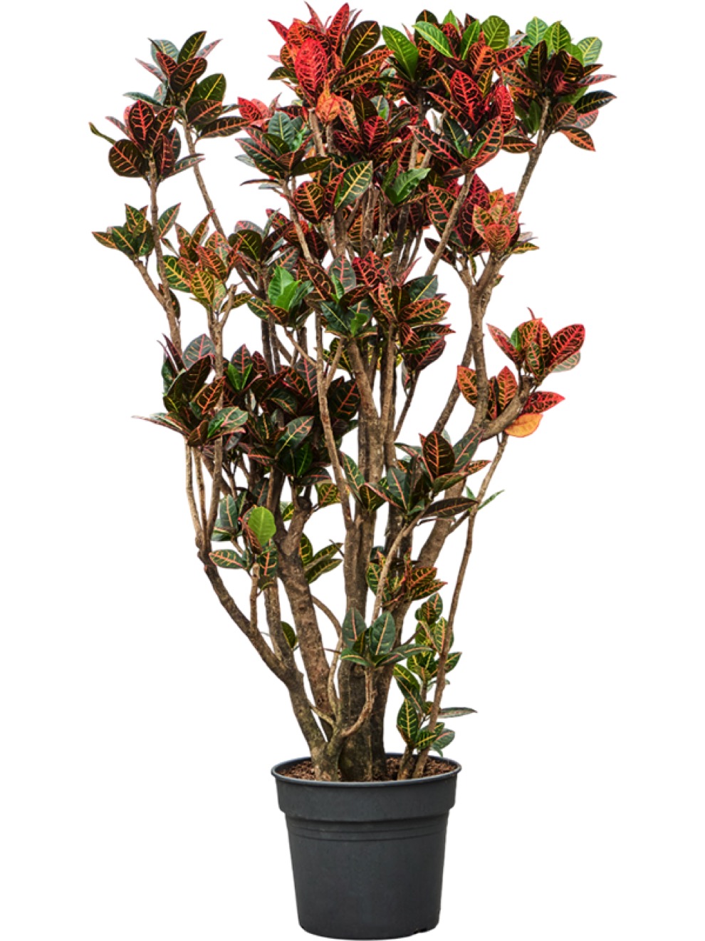 Croton Petra verzweigt 180 cm | Terrapalme Heim- und Gartenshop