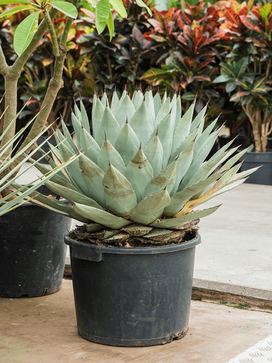 wo bekommt man eine aloe vera pflanze Aloe vera (Echte Aloe) kaufen