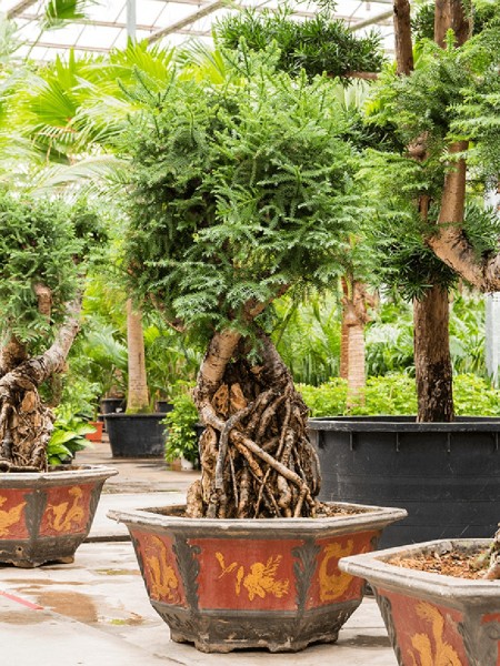 Araucaria cunninghamii - Neuguinea Araukarie Bonsai