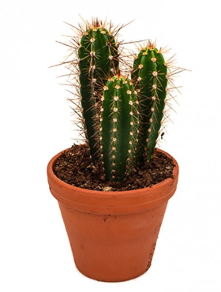 Neocardenasia herzogiana