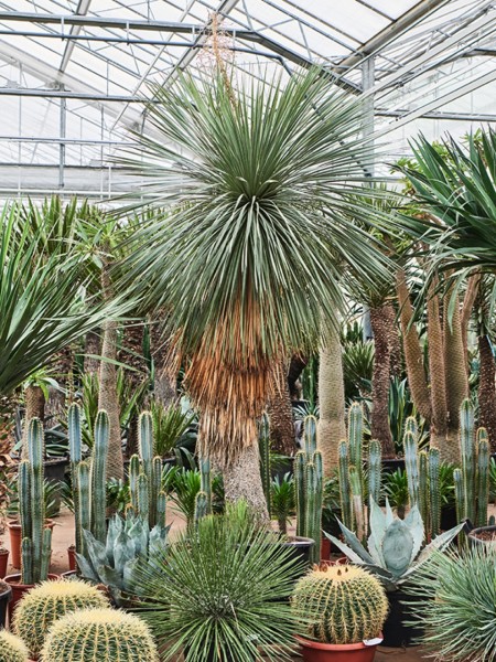 Yucca linearifolia - Schmalyucca