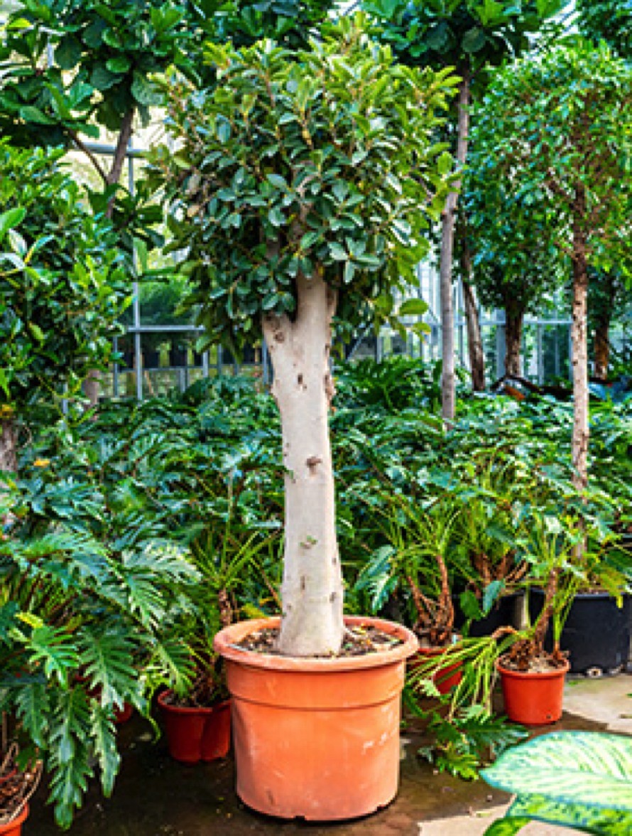 Ficus australis - Australischer Feigenbaum mit XL-Stamm | Terrapalme Heim-  und Gartenshop