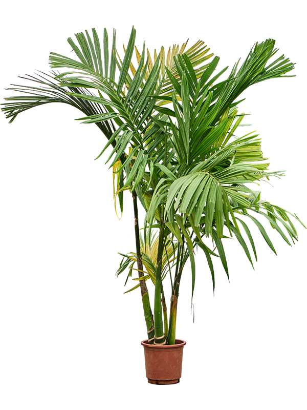 Areca catechu - Betelnusspalme 5-Stamm | Terrapalme Heim- und Gartenshop
