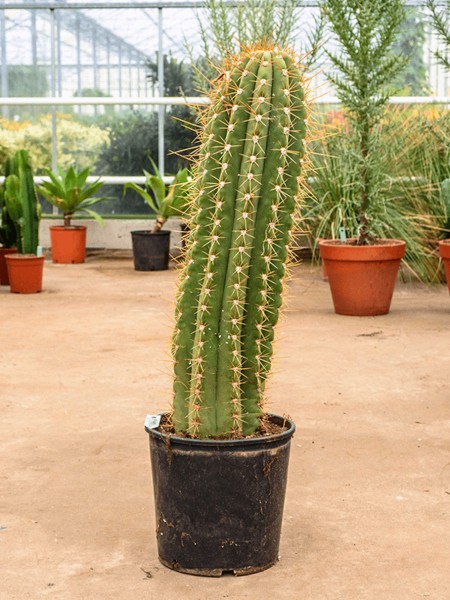 Trichocereus terschechii