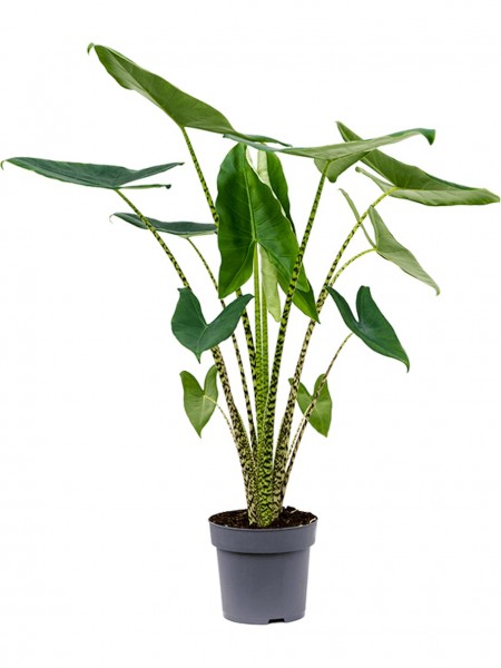 Alocasia zebrina