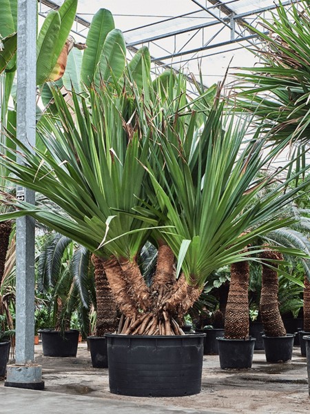 Pandanus utilis - Schraubenbaum XXL verzweigt